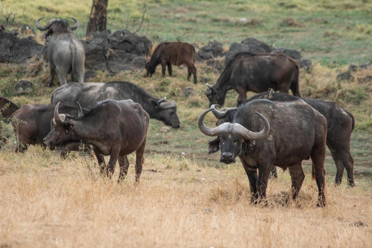 Sarova Lion Hill Game Lodge Nakuru Eksteriør bilde