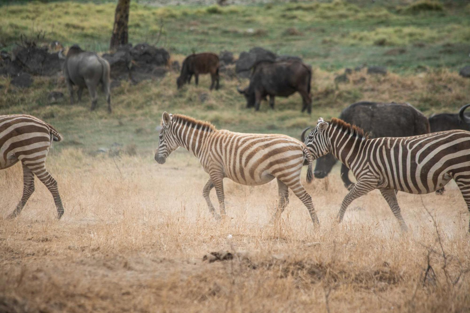 Sarova Lion Hill Game Lodge Nakuru Eksteriør bilde