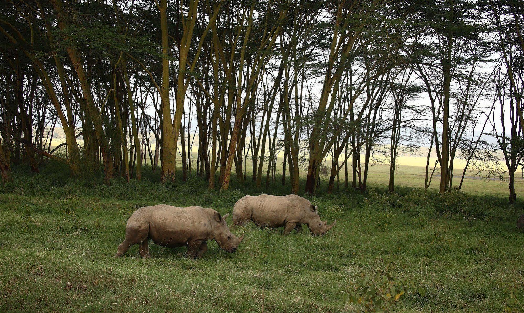 Sarova Lion Hill Game Lodge Nakuru Eksteriør bilde